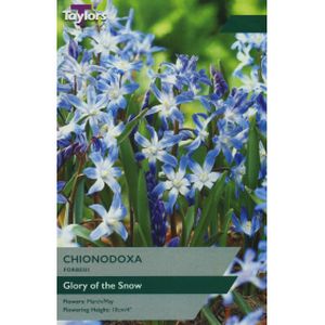 Taylors Chionodoxa Forbesii