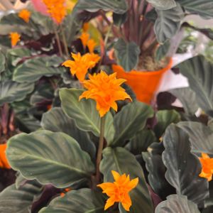 Calathea crocata 'Tassmania' (14cm Pot)