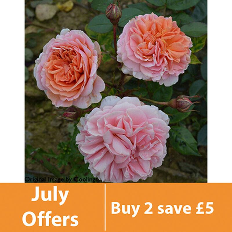 Rosa Duchess Of Cornwall Hybrid Tea Agm 5l Coolings Garden Centre