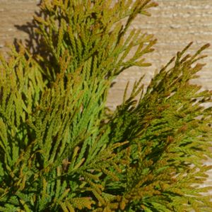 Thuja occidentalis 'Golden Smaragd' 3L