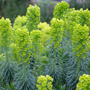 Euphorbia characias ssp. wulfenii 20L