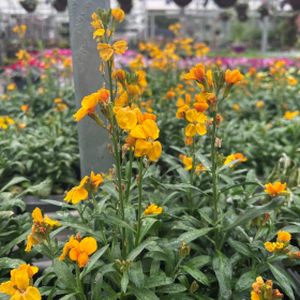 Wallflower 'Sugar Rush' Orange Multi-Pack