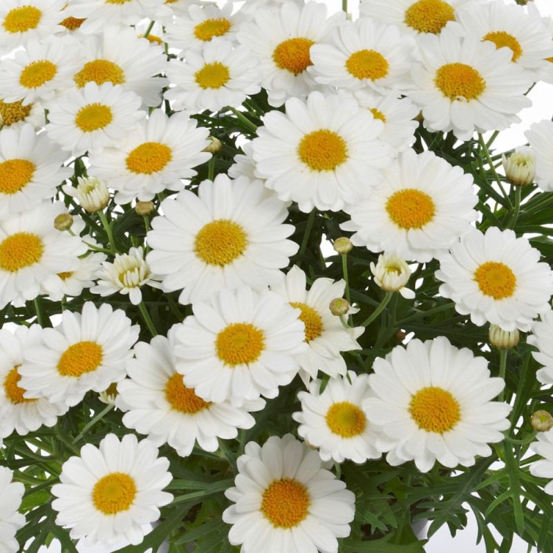 Argyranthemum White 5l Coolings Garden Centre 