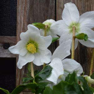 Helleborus niger 3L