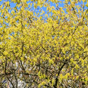 Corylopsis spicata 5L