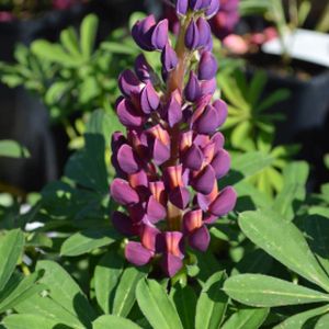 Lupinus West Country 'Masterpiece' 5L