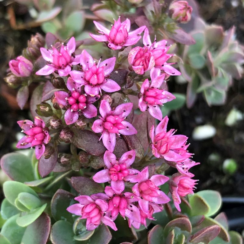 Sedum SunSparkler 'Firecracker' 3L - Coolings Garden Centre