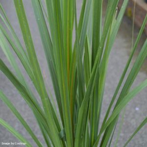 Cordyline australis (AGM) 12L