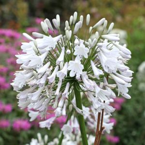 Agapanthus 'Windsor Grey' 2L