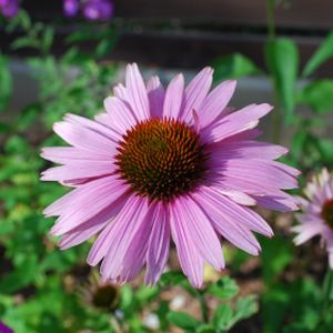 Echinacea purpurea 'Primadonna Deep Pink' 3L