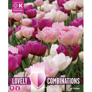 Kapiteyn Tulip Double Pink Purple & White