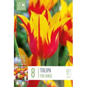 Kapiteyn Tulip Lily Flowered Fire Wings