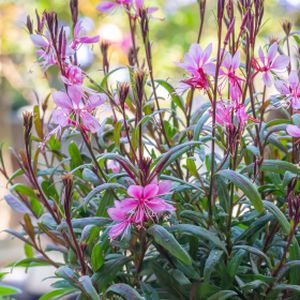 Gaura lindheimeri 'Crimson Butterflies' 3L