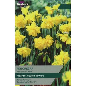 Taylors Narcissi Pencrebar