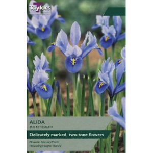 Taylors Iris Dwarf Alida