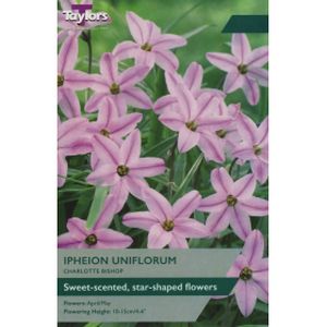 Taylors Ipheion Uniflorum Charlotte Bishop