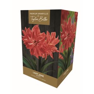 Taylors Amaryllis Lady Jane