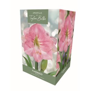 Taylors Amaryllis Flamingo