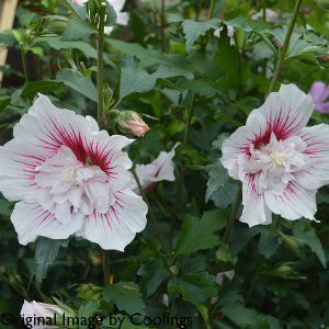 Hibiscus syriacus 'Starburst Chiffon' 3L - Coolings Garden Centre