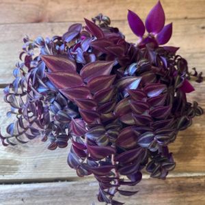 Tradescantia Mixed (18cm Pot)