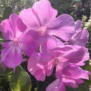 Phlox paniculata 'Famous Purple' 3L