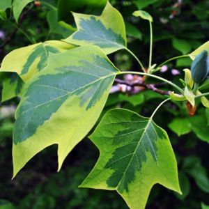 Liriodendron tulipifera 'Aureomarginatum' 12L