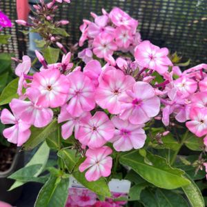 Phlox paniculata 'Famous Pink Dark Eye' 3L