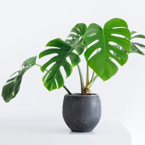 Monstera deliciosa 'Minima' (27cm Pot Moss Pole)