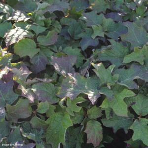 Hydrangea quercifolia 'Ruby Slippers' 3L