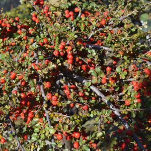 Cotoneaster apiculata (syn. nanshan 'Boer') 1/2 Std 15L