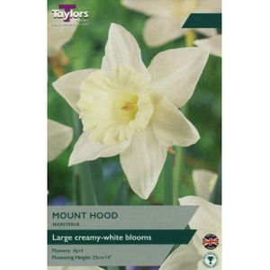 Taylors Narcissi Mount Hood