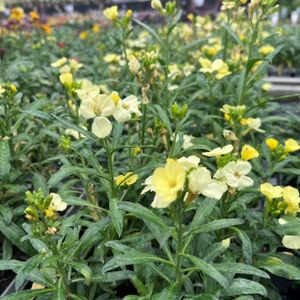 Wallflower 'Sugar Rush' Primrose Multi-Pack