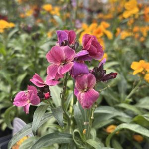 Wallflower 'Sugar Rush Purple Bicolour' Multi-Pack