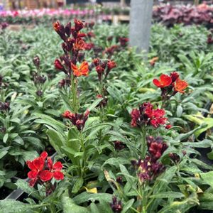 Wallflower 'Sugar Rush' Red Multi-Pack