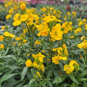 Wallflower 'Sugar Rush' Yellow Multi-Pack