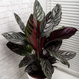 Calathea sanderiana 'Ornata' (19cm Pot)