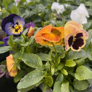 Pansy Northern Lights Multi-Pack