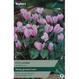 Taylors Cyclamen Hederifolium