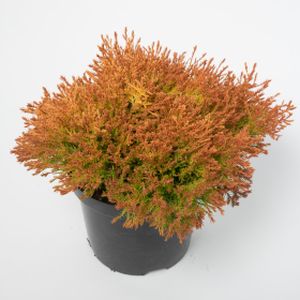 Thuja occidentalis 'Fire Chief' 3L