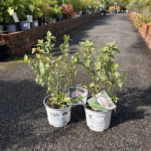 Hibiscus syriacus 'Sugar Tip' 3L