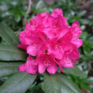 Rhododendron 'Marie Forte' (Hybrid) 7.5L