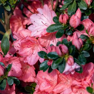 Azalea Rhododendron 'Blaauw's Pink' (AGM) 2L