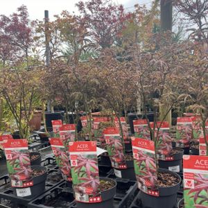 Acer palmatum 'Starfish' 3L