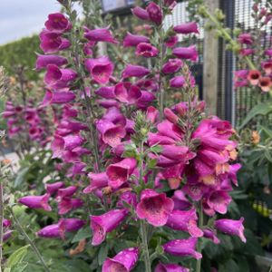 Digitalis x valinii 'Foxlight Plum Gold' 2L