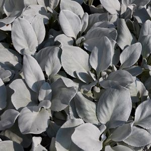 Senecio candidans 'Angel Wings' 2L