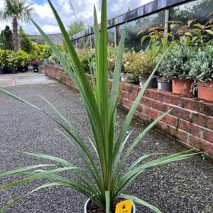 Cordyline australis 'Peko' (AGM)  2L