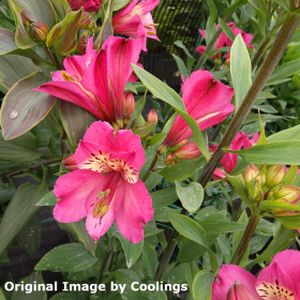 Alstroemeria 'Summer Saint' 3L