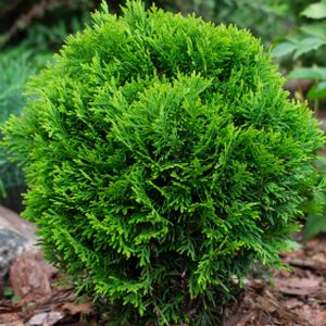 Thuja occidentalis 'Danica Aurea' 1L