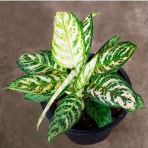 Dieffenbachia 'Compacta' (12cm Pot)