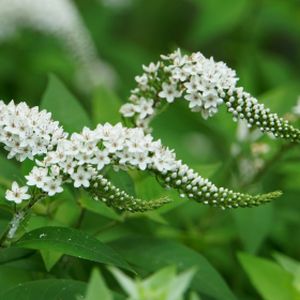 Lysimachia clethroides (AGM) 3L